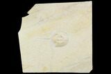 Horseshoe Crab (Mesolimulus) Fossil - Solnhofen Limestone #103607-1